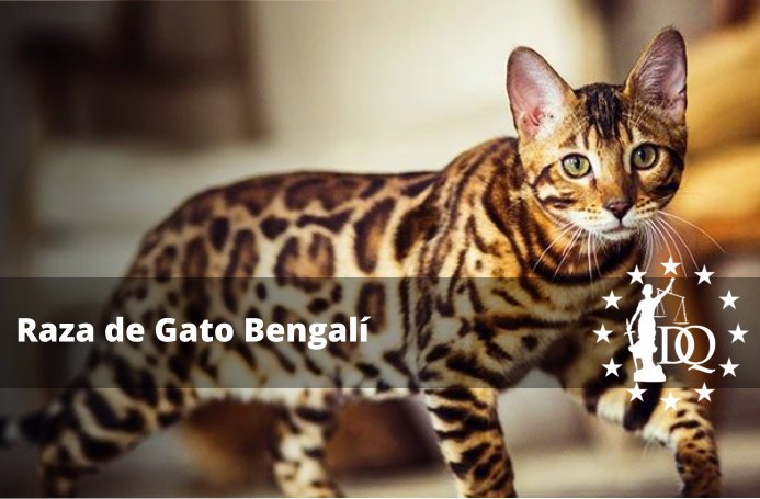 Raza de Gato Bengalí