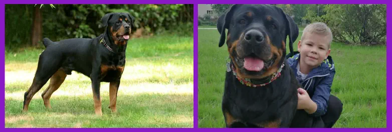 Pelaje Característico del Rottweiler