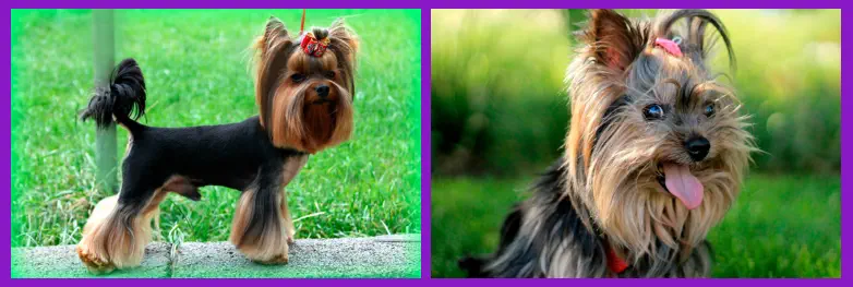 Pelaje Característico Yorkshire Terrier