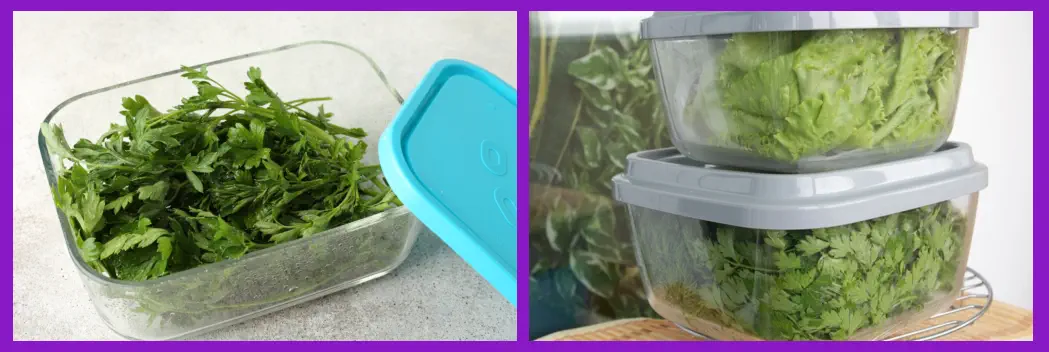 Sellado hermético para conservar Hierbas Frescas por más Tiempo